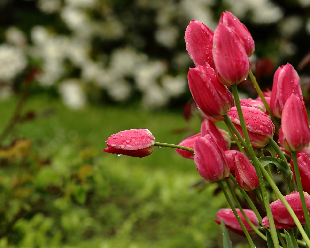 Букет розовых тюльпанов в каплях дождя