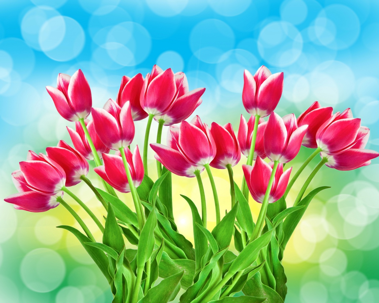 Букет розовых тюльпанов на голубом фоне