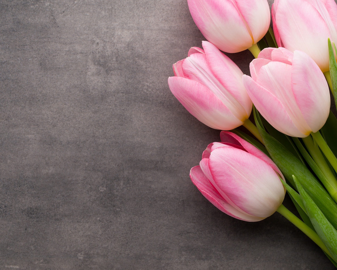 Букет розовых тюльпанов на сером фоне