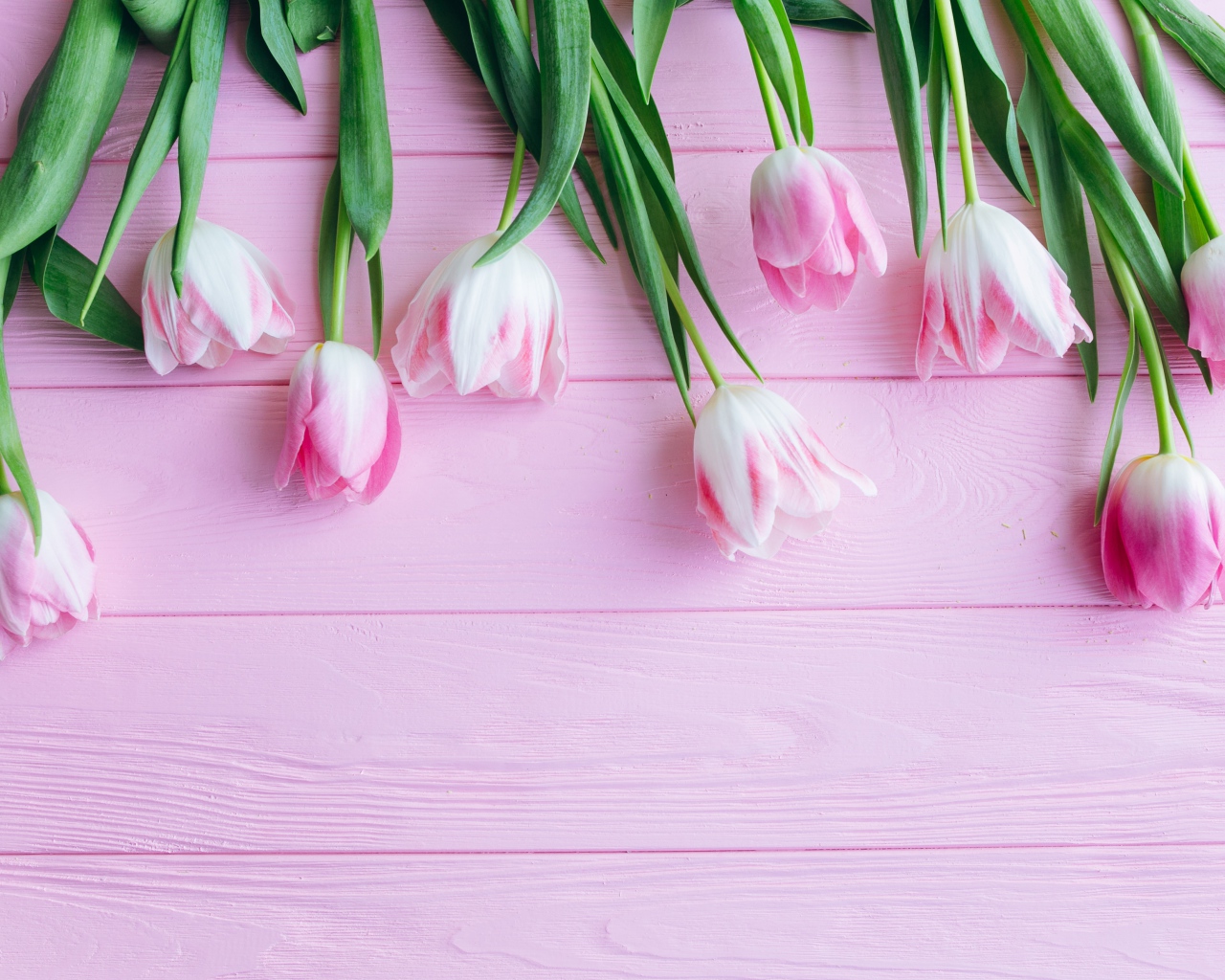 Букет розовых тюльпанов на розовом фоне