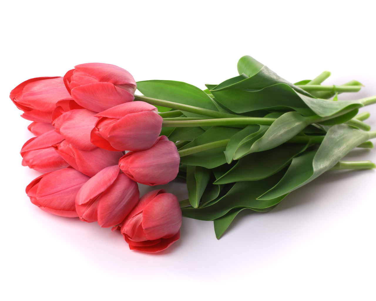 Букет красных тюльпанов лежит на белом фоне