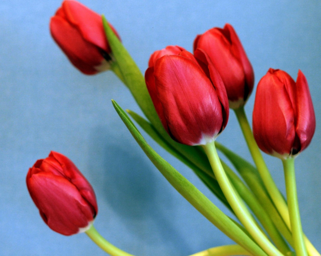 Букет красных тюльпанов на голубом фоне