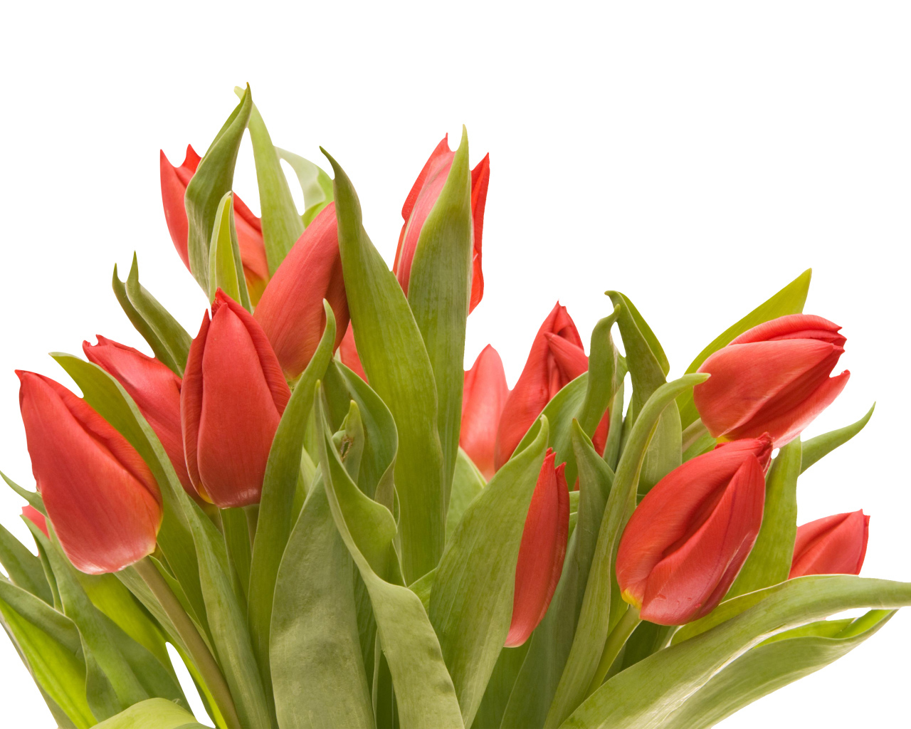 Букет красных тюльпанов на белом фоне