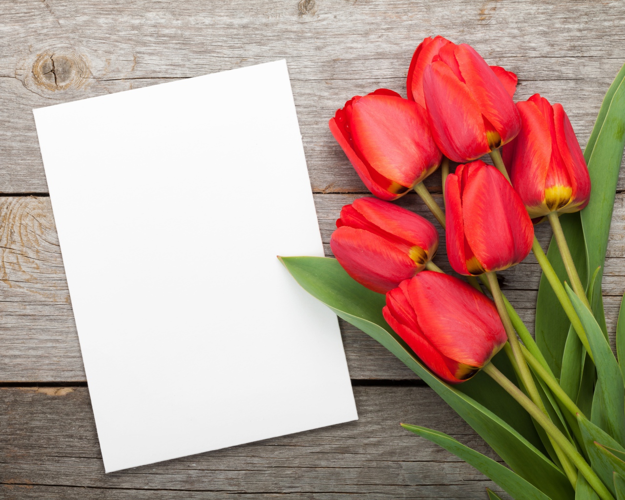 Букет красных тюльпанов с белым листом, шаблон для открытки