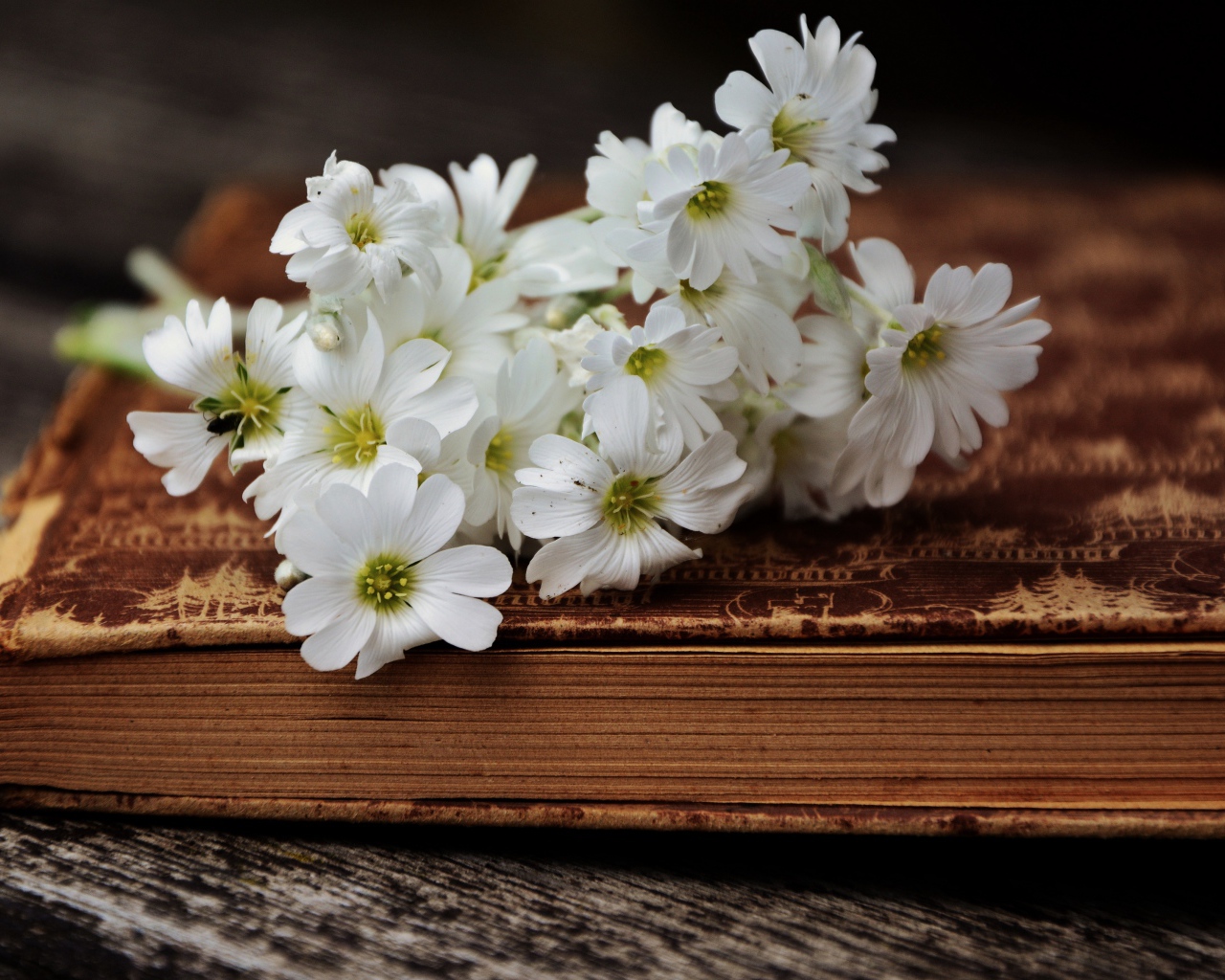 Букет белых нежных цветов на старой книге 