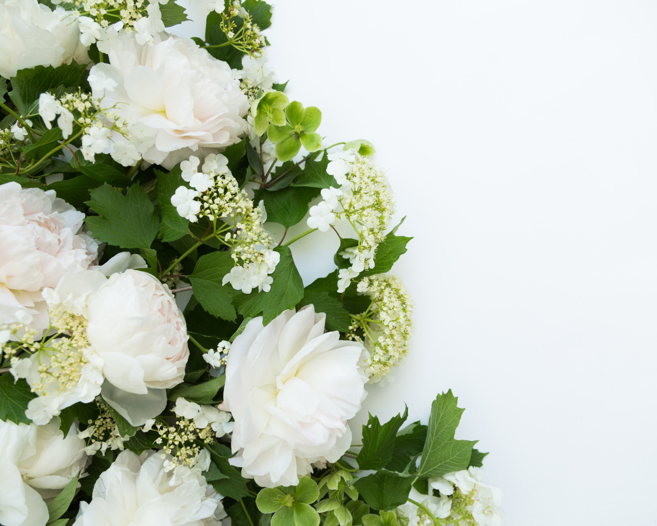 Букет белых пионов на белом фоне