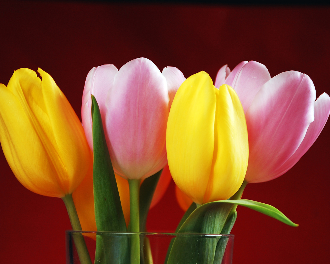 Букет желтых и розовых тюльпанов на красном фоне