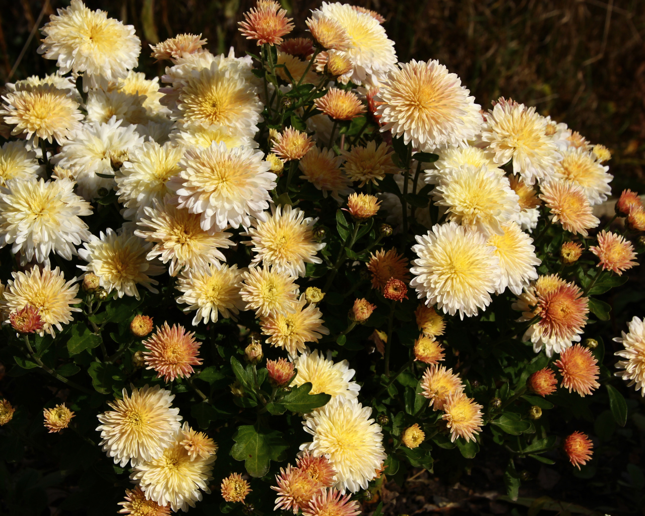 Букет желтых осенних цветов хризантемы с бутонами