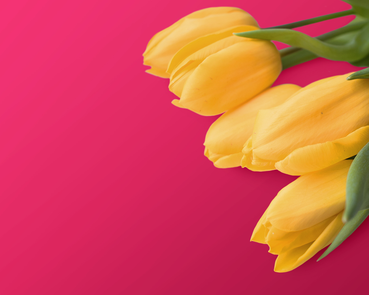 Букет желтых тюльпанов на розовом фоне