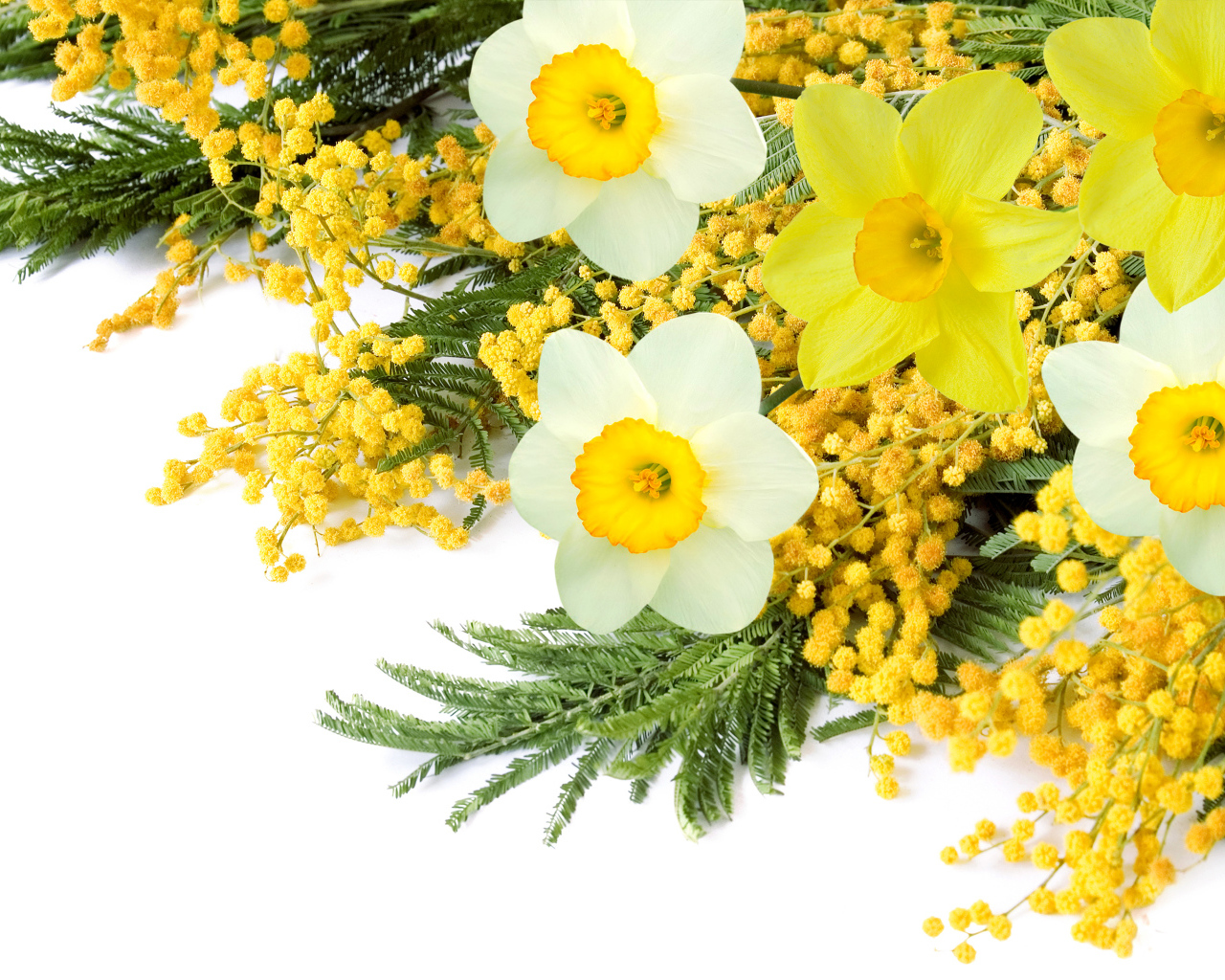 Букет с цветами мимозы и нарциссов на белом фоне 