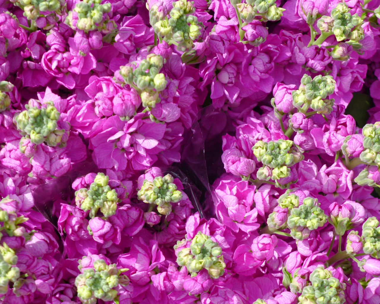 Букеты розовых цветов левкой  крупным планом