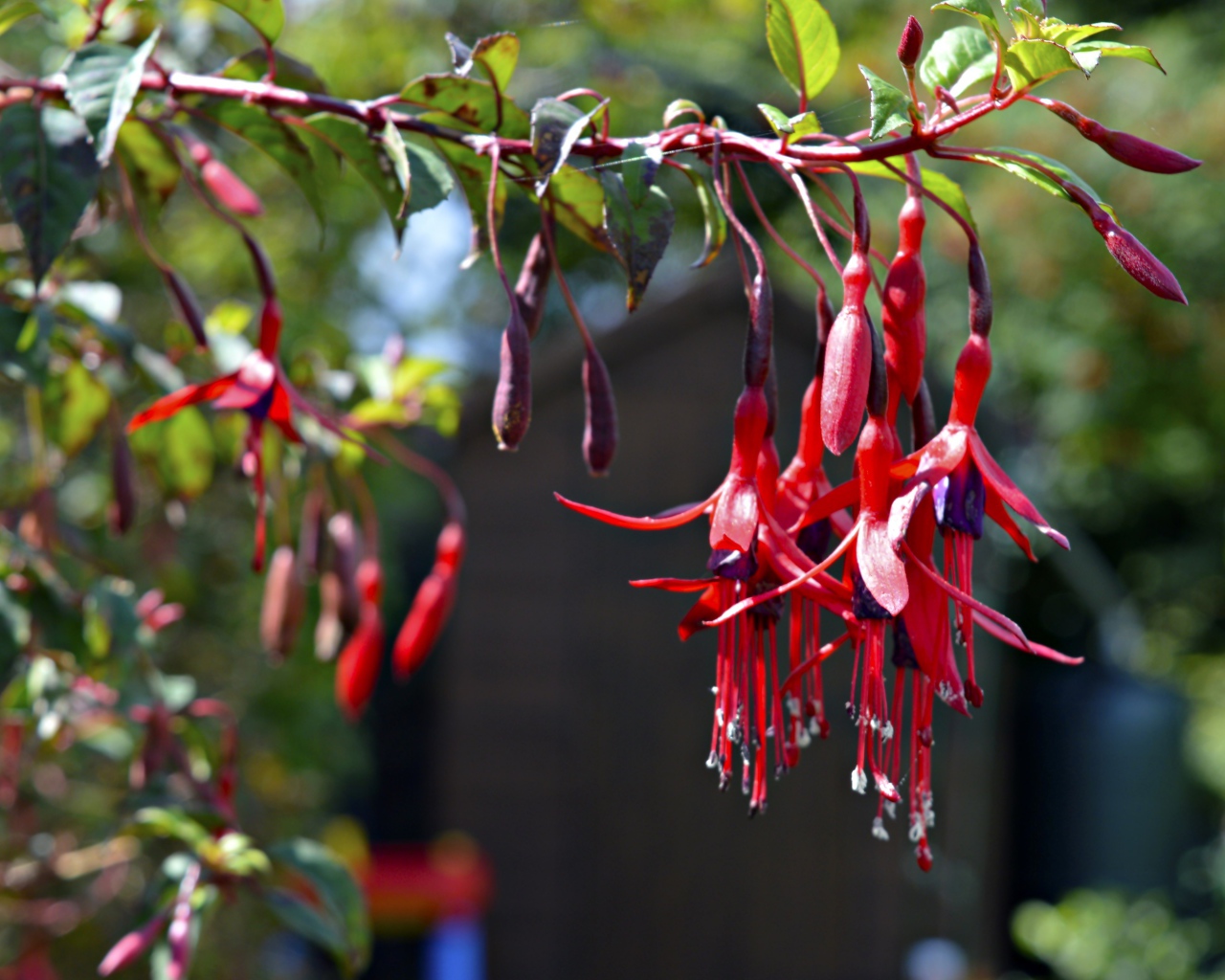 Ветка красных цветов фуксия