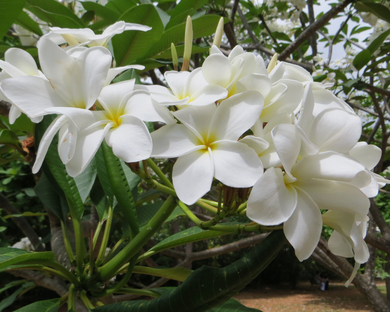 Ветка с белыми цветами плюмерия 