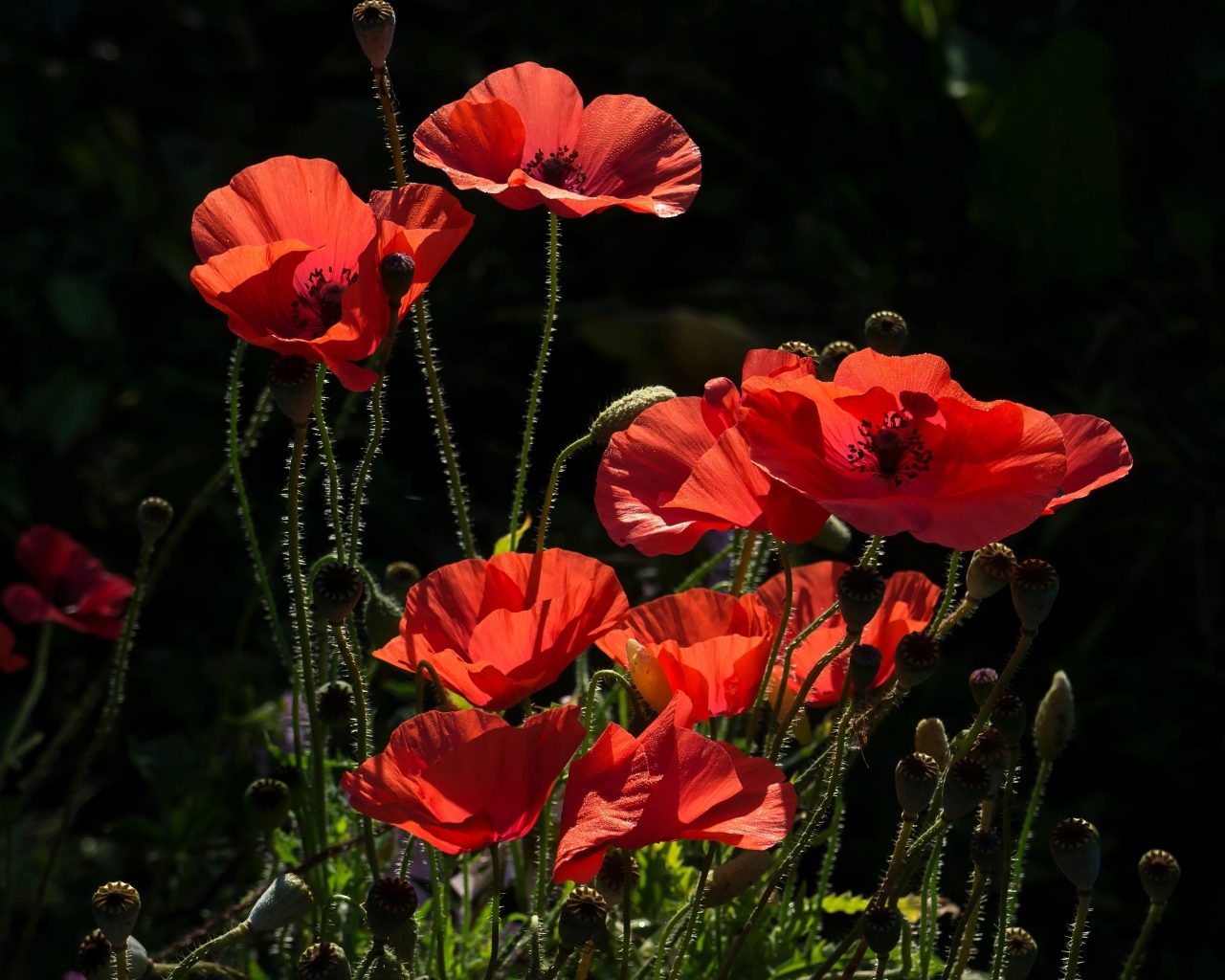 Яркие красные летние маки в лучах солнца