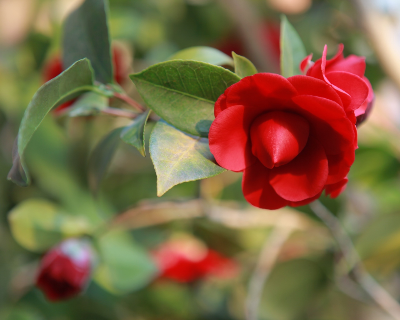 Бутон красной камелии крупным планом