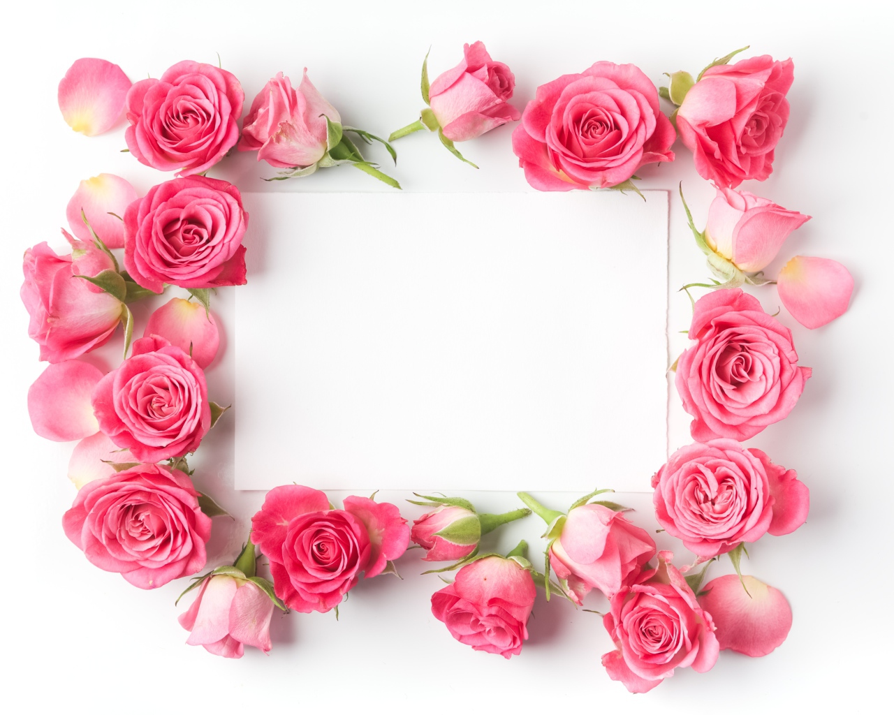 Бутоны розовых роз вокруг белого листа, шаблон для открытки
