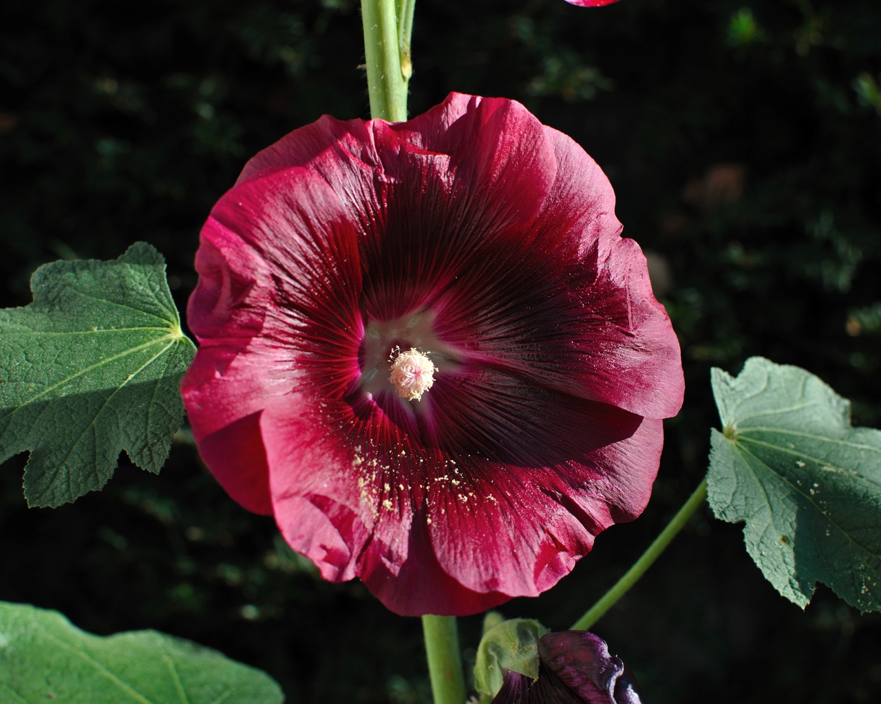 Бордовый цветок мальва крупным планом