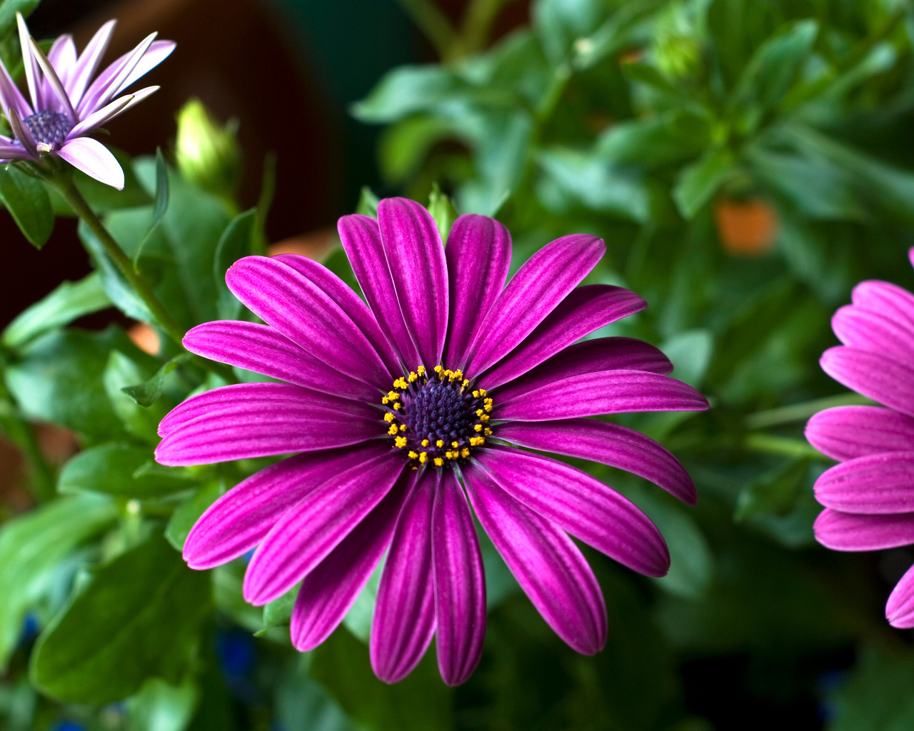 Цветок цинерария крупным планом