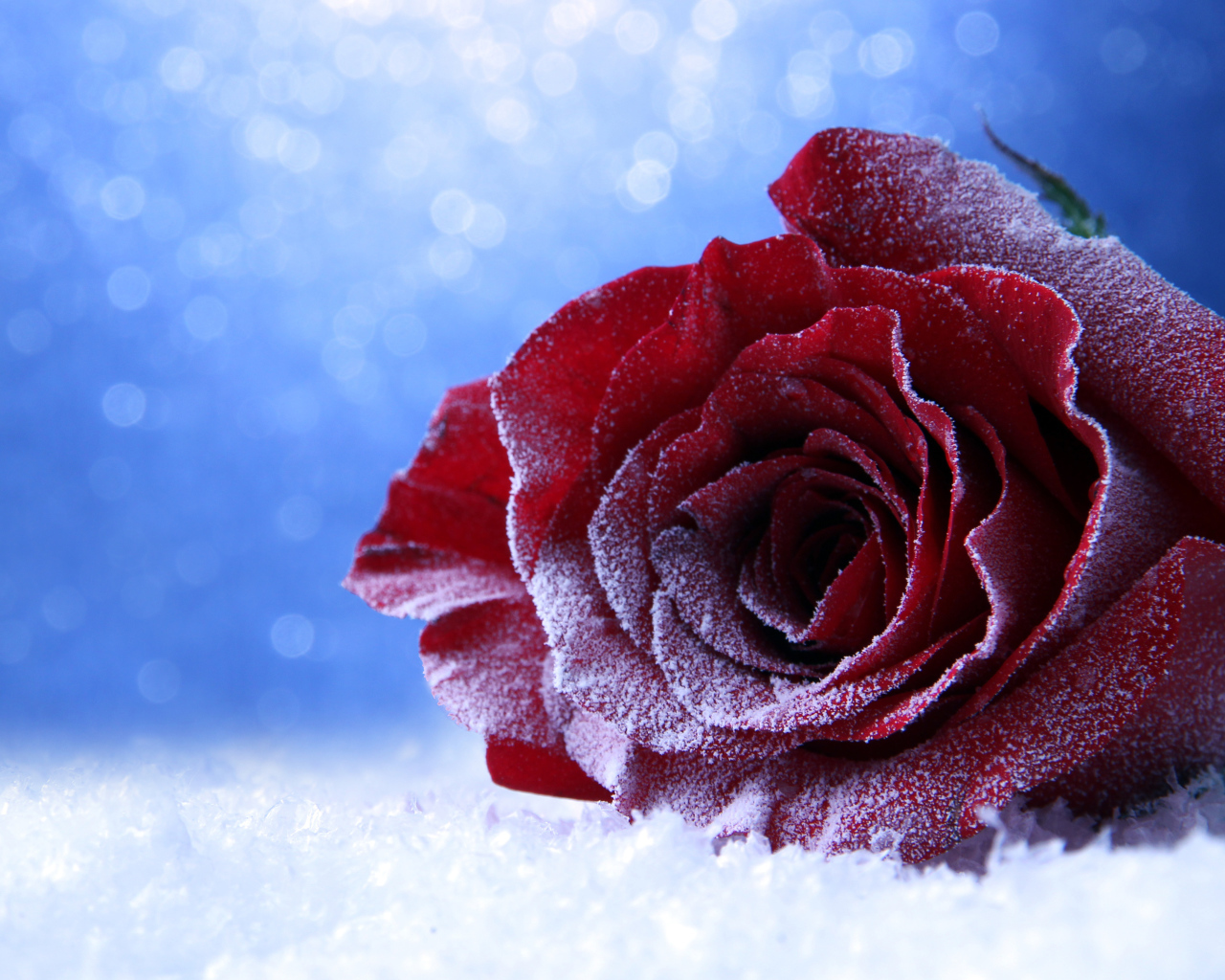 Покрытая инеем роза на снегу на голубом фоне