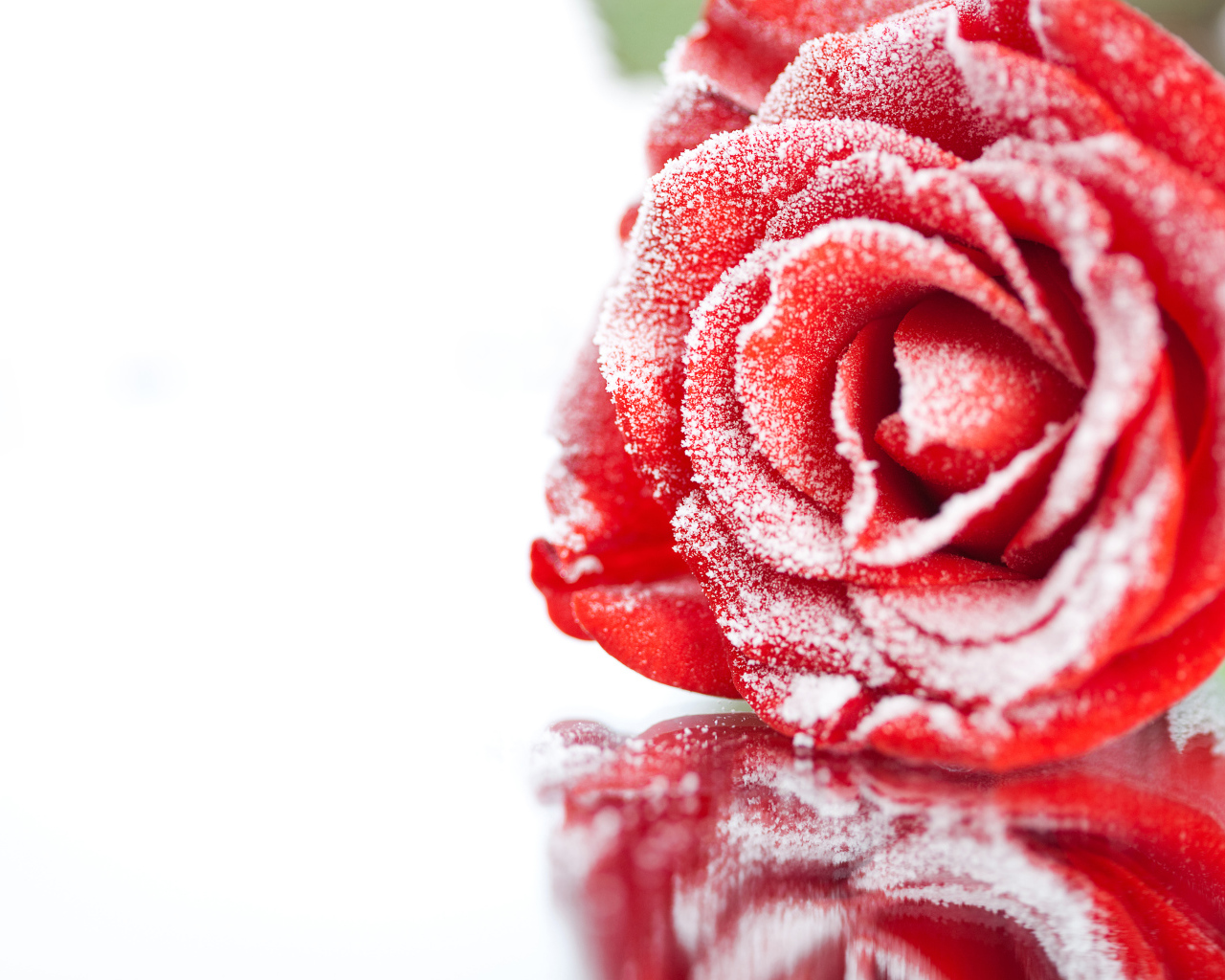 Покрытая инеем красная роза отражается в поверхности 