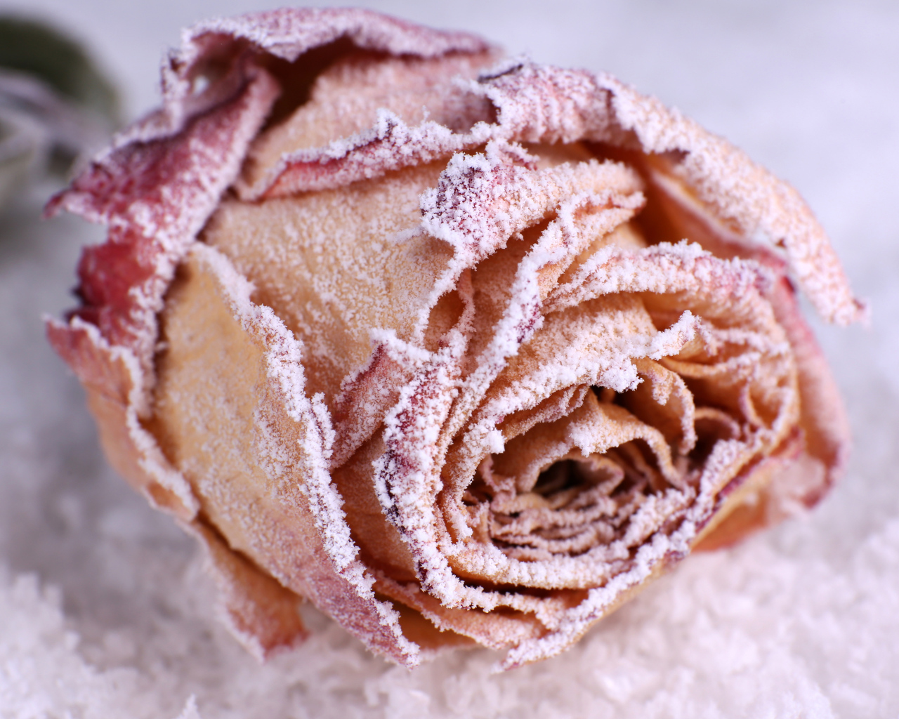 Покрытая инеем красная роза на снегу