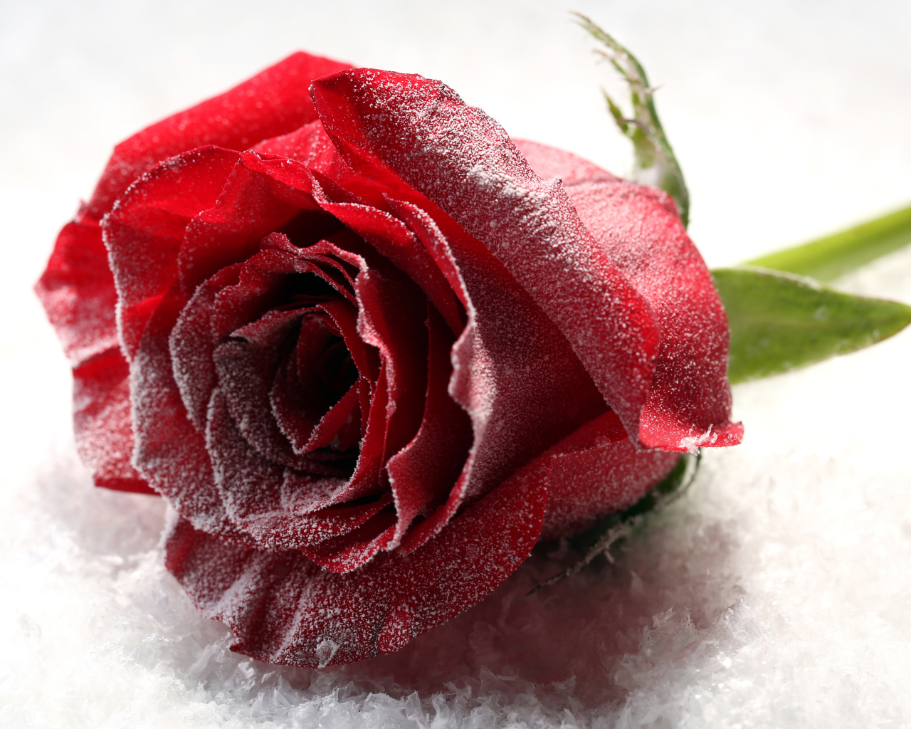 Покрытая инеем роза на снегу