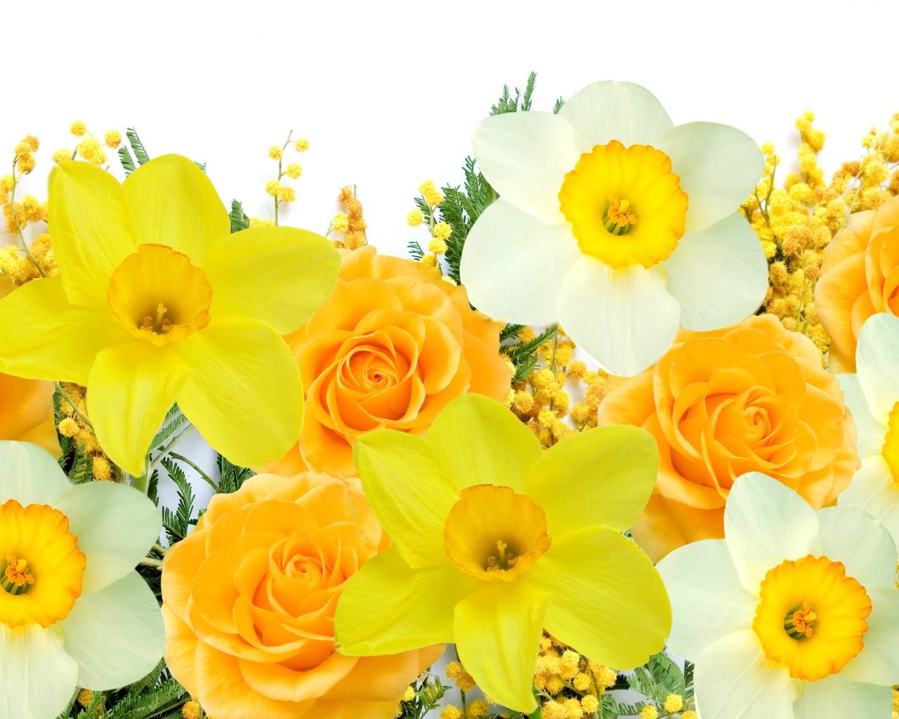 Нарциссы, розы и мимоза на белом фоне 