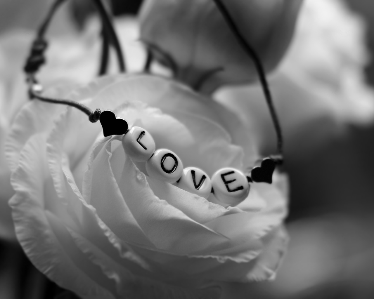 Украшение на белой розе черно - белое фото 