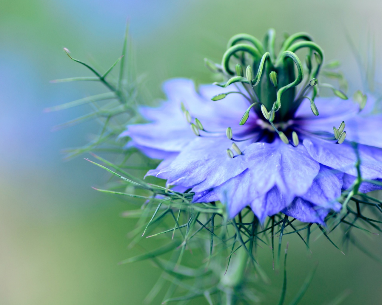 Нежный голубой цветок черного тмина
