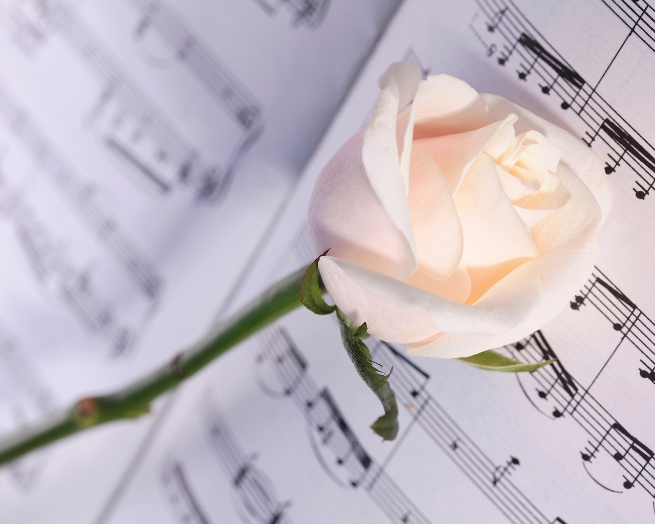 Нежная кремовая роза лежит на нотах