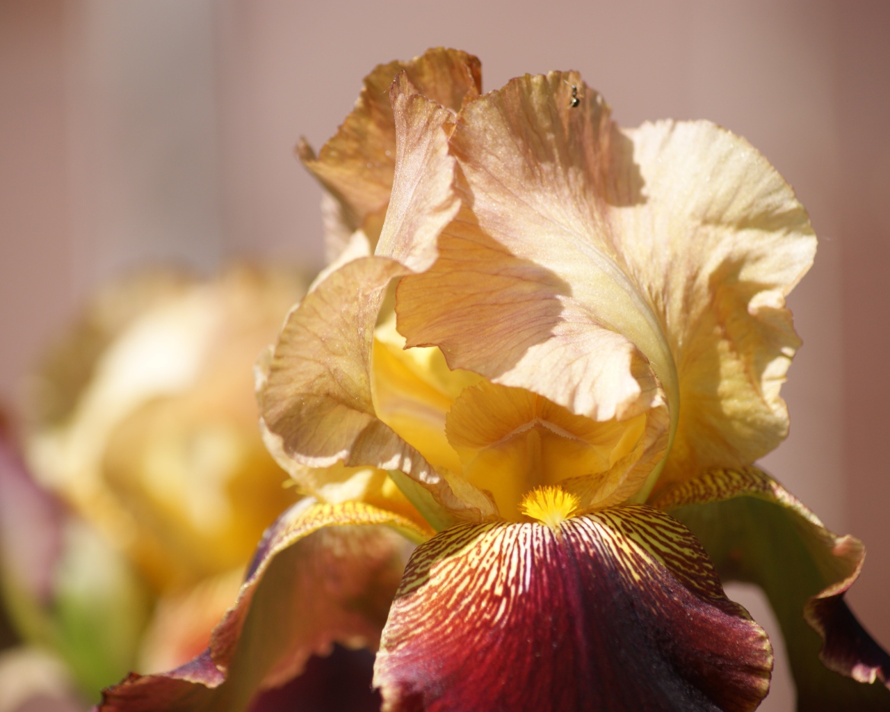 Нежный цветок ириса крупным планом