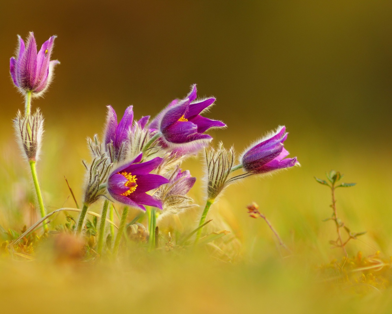 Нежные сиреневые цветы прострел 