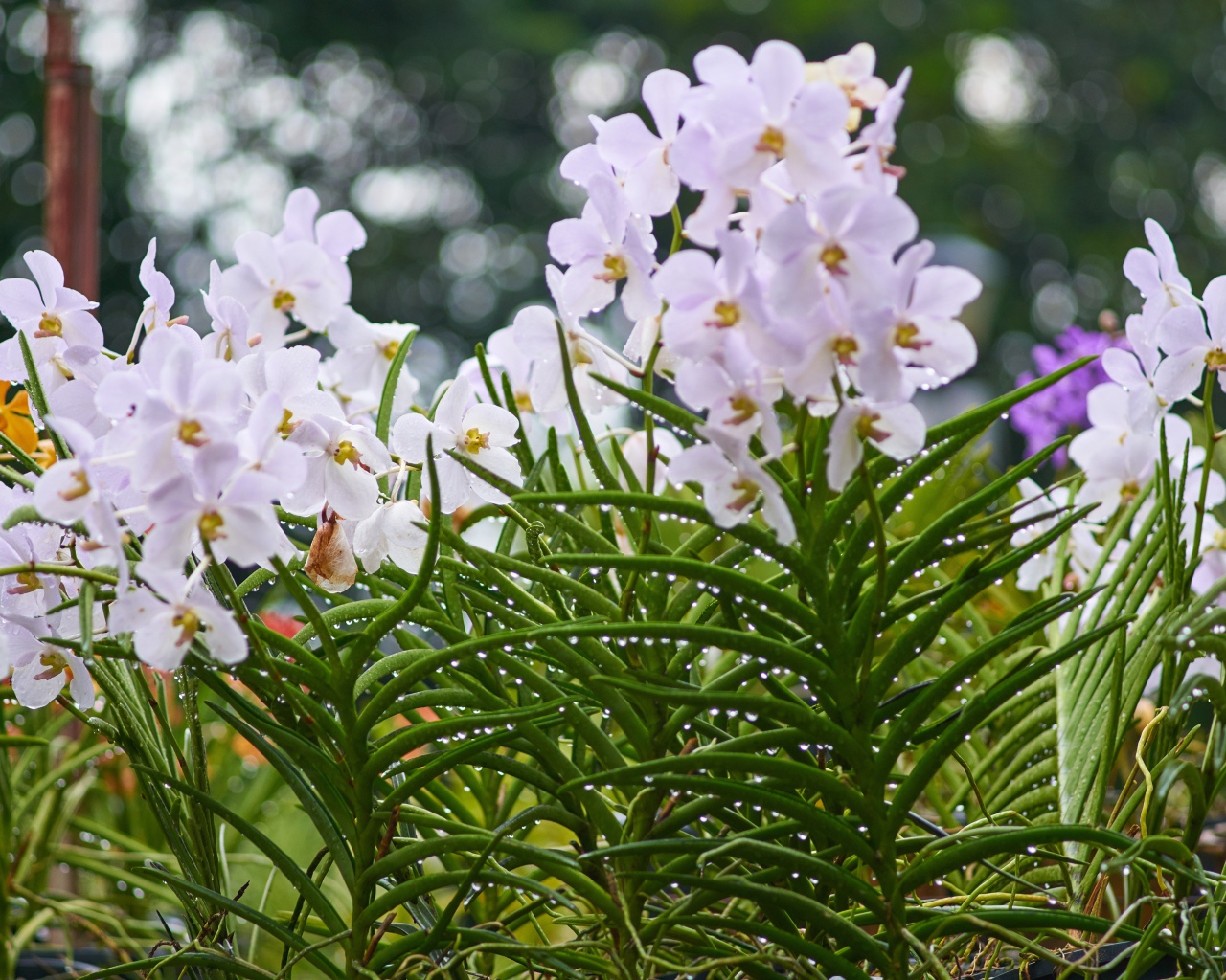 Нежные орхидеи на клумбе