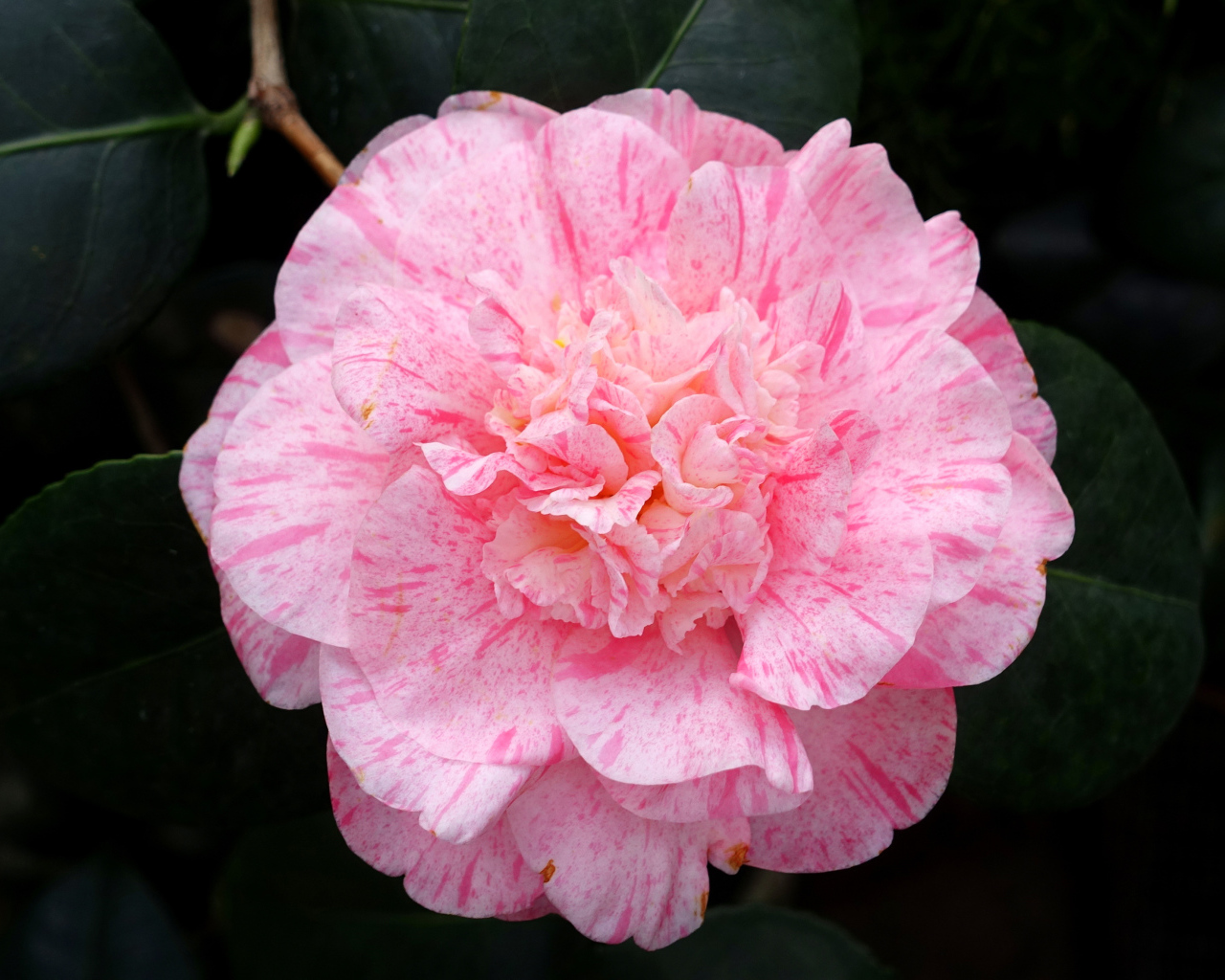 Нежный розовый красивый цветок камелии