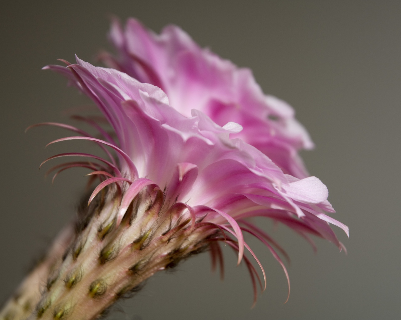 Нежный розовый цветок кактуса крупным планом