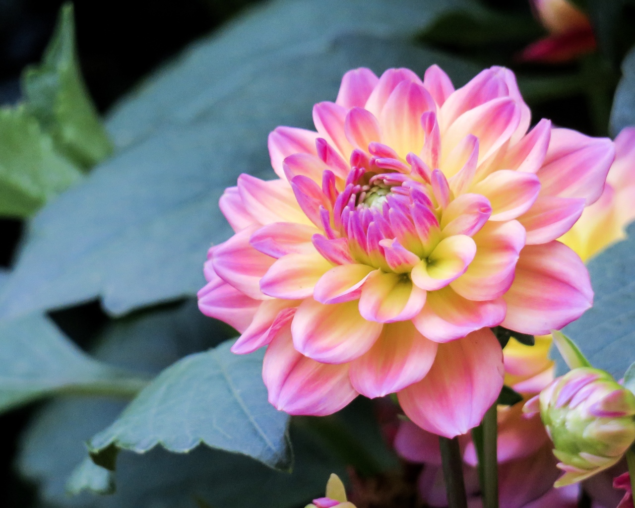 Нежный розовый цветок георгина на клумбе