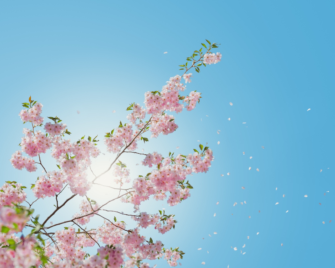 Нежные розовые цветы на фоне голубого неба