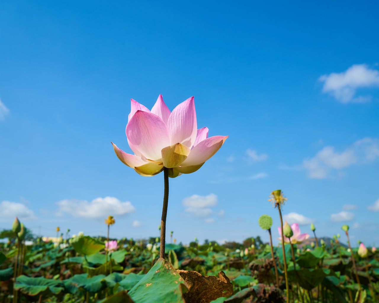 Нежный розовый цветок лотоса на фоне голубого неба