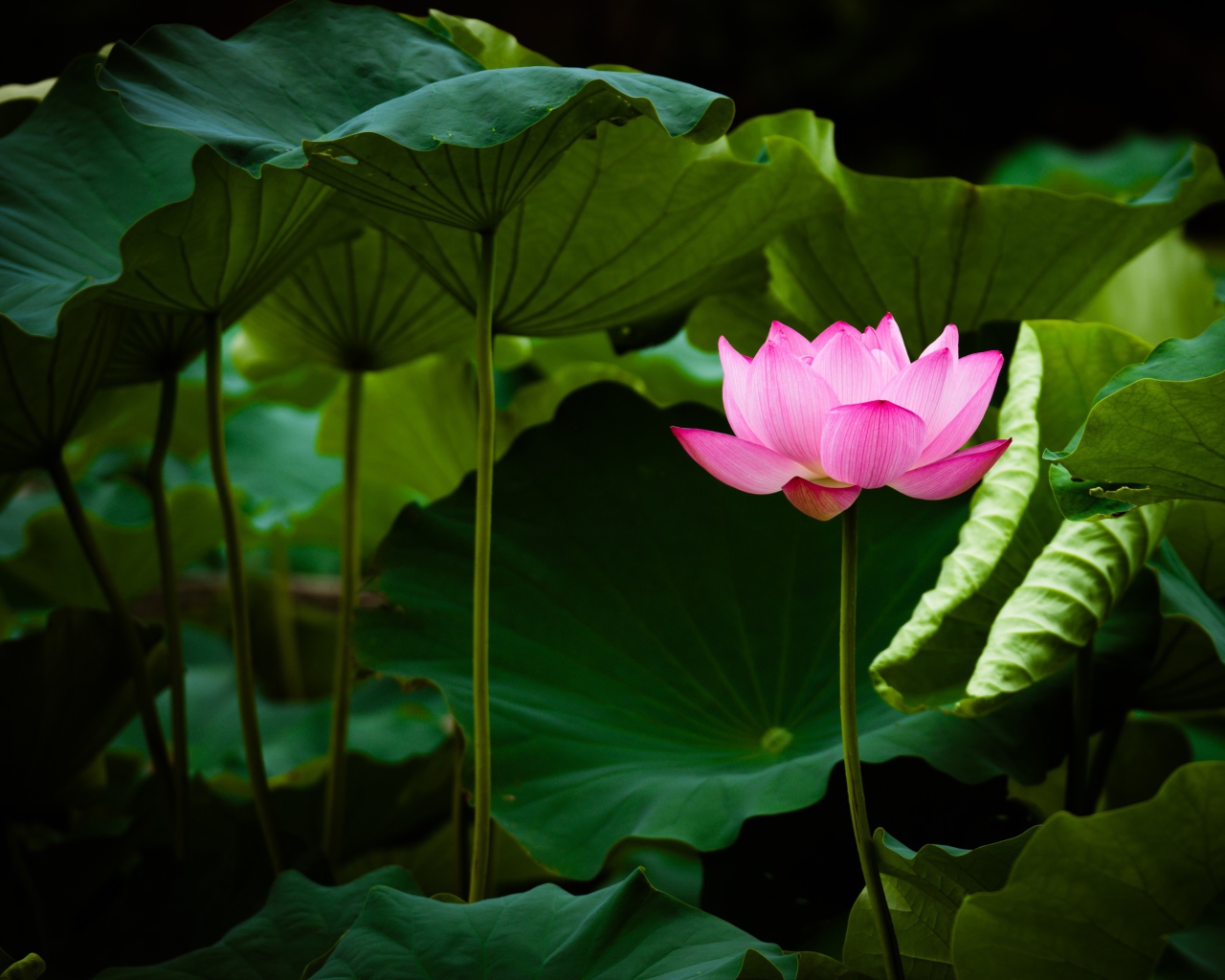 Нежный розовый цветок лотоса в зеленых листьях