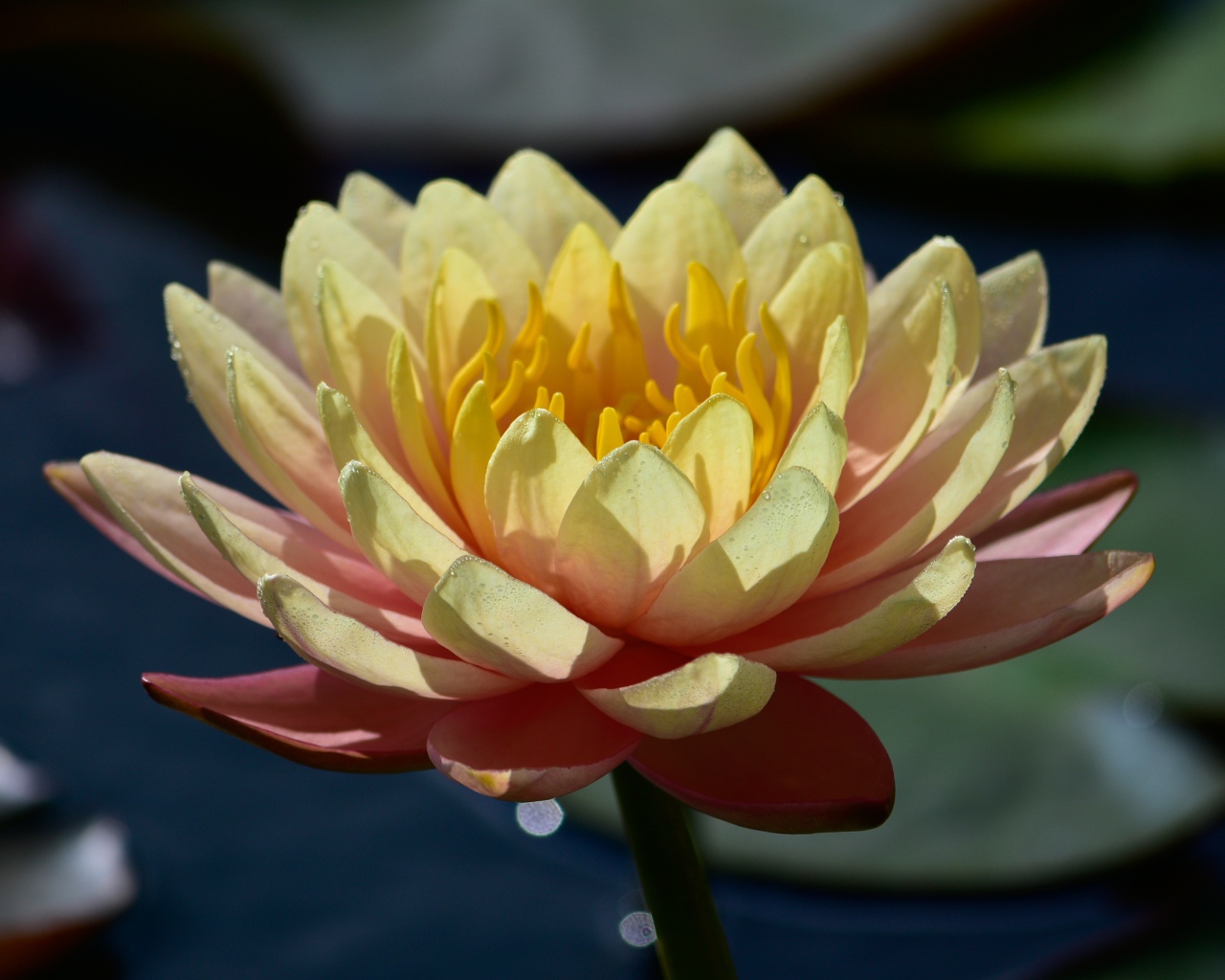 Нежный розовый цветок лотоса в лучах солнца