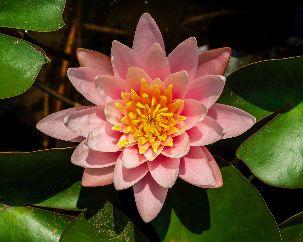 Нежный розовый цветок лотоса с зелеными листьями