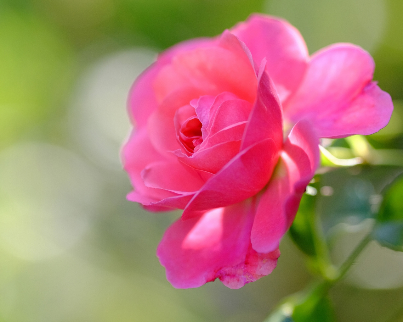 Нежная розовая роза распускается в саду
