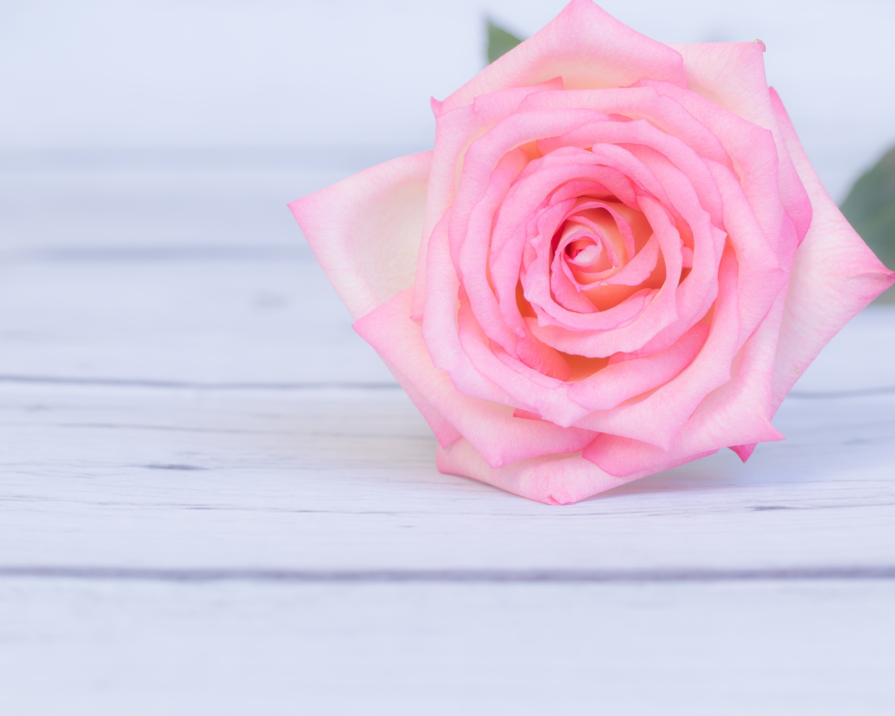 Нежная розовая роза на столе 