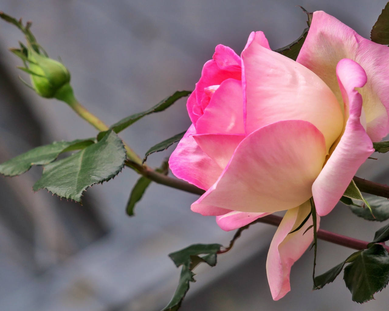 Нежная розовая роза с бутоном крупным планом