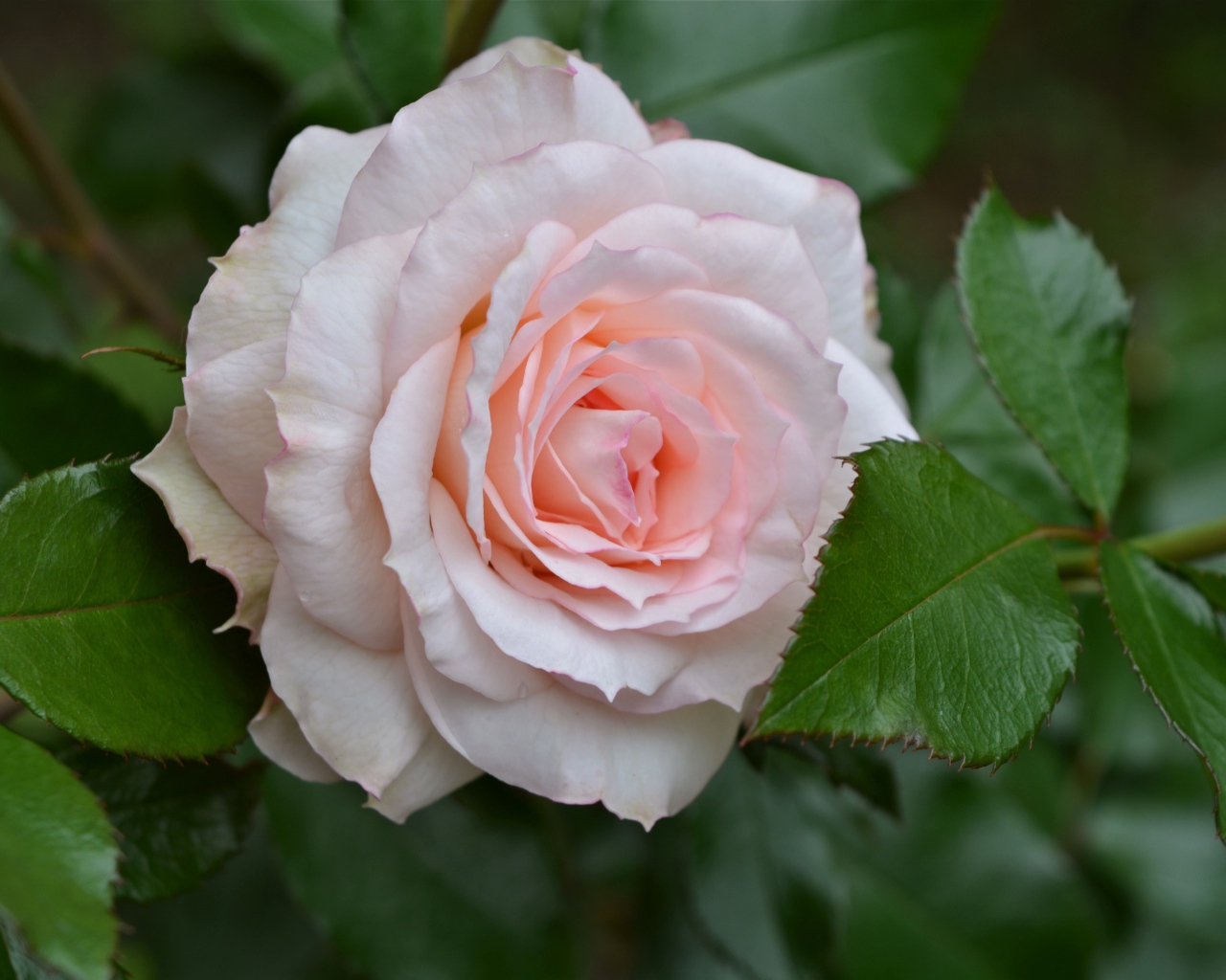 Нежная розовая роза с зелеными листьями крупным планом