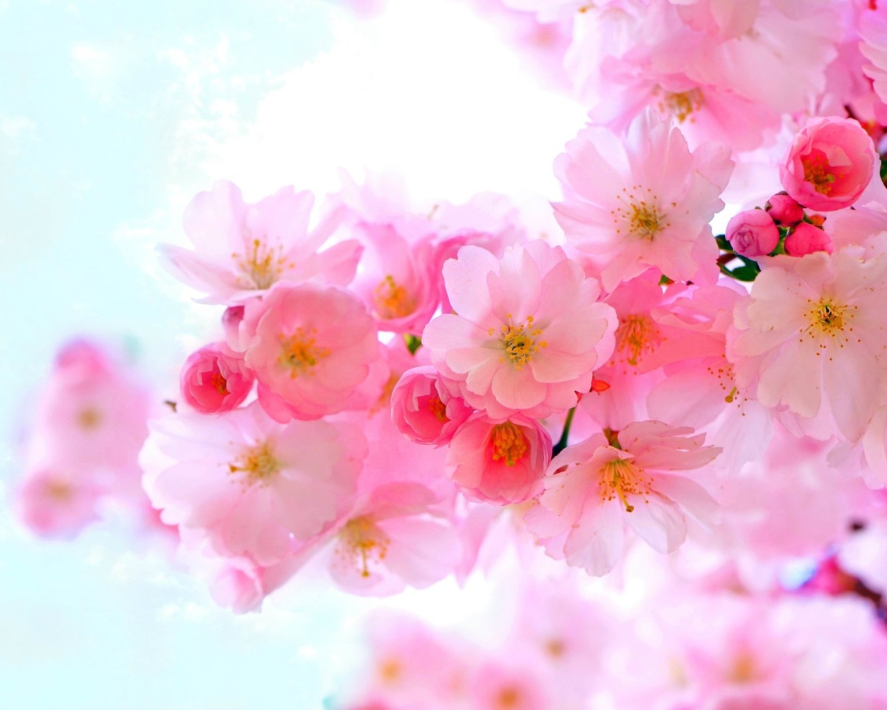 Нежные розовые весенние цветы крупным планом 