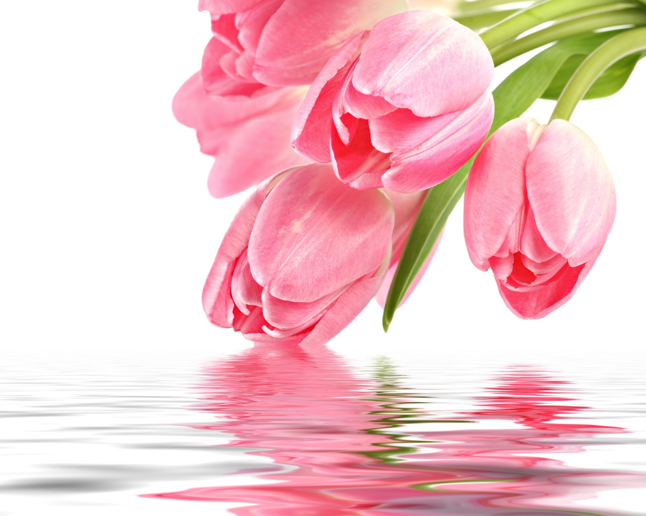 Нежные розовые тюльпаны опускаются в воду на белом фоне