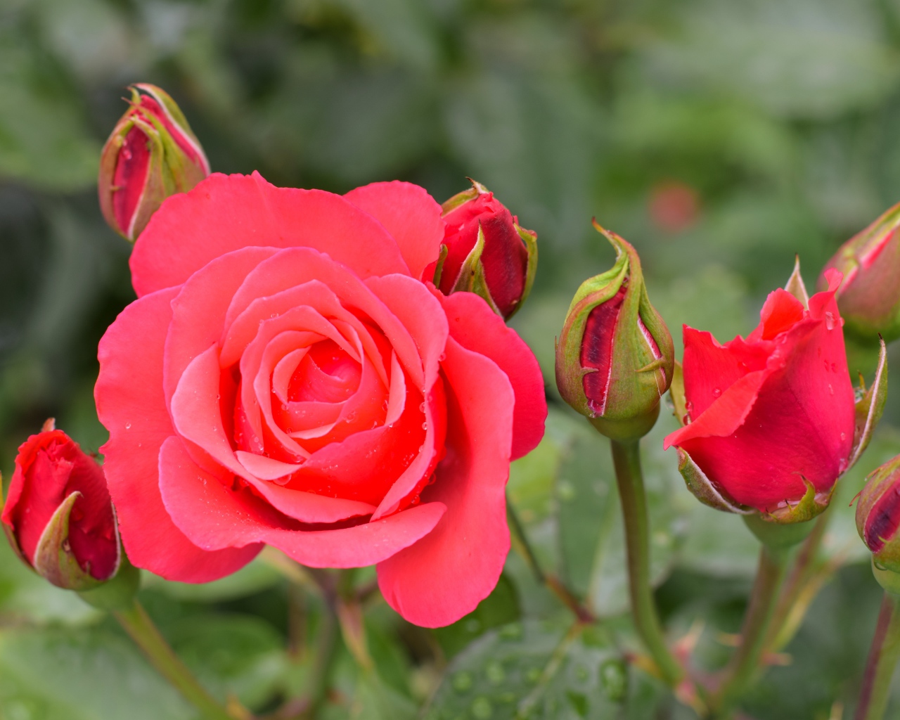 Нежная роза с бутонами крупным планом