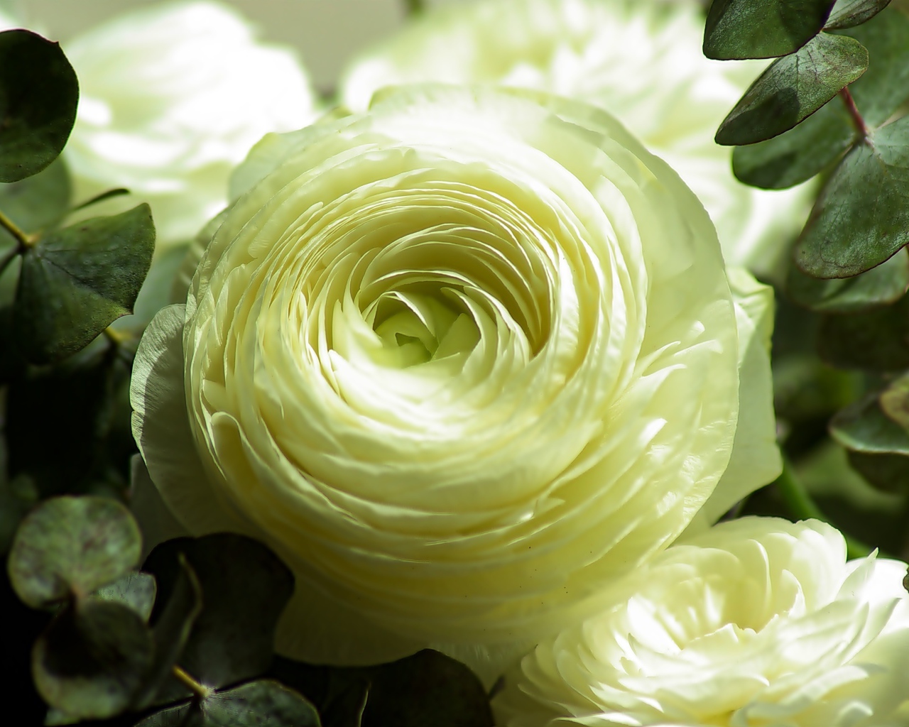 Нежный белый цветок лютика крупным планом