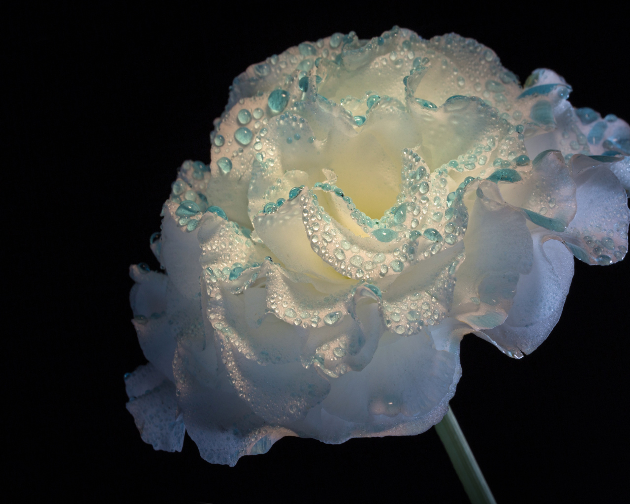 Нежный белый цветок в каплях росы на черном фоне